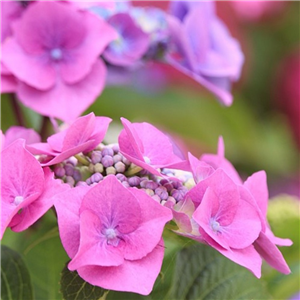 Hydrangea Macrophylla 'Kardinal'